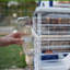 Rabbit Cage-86757698