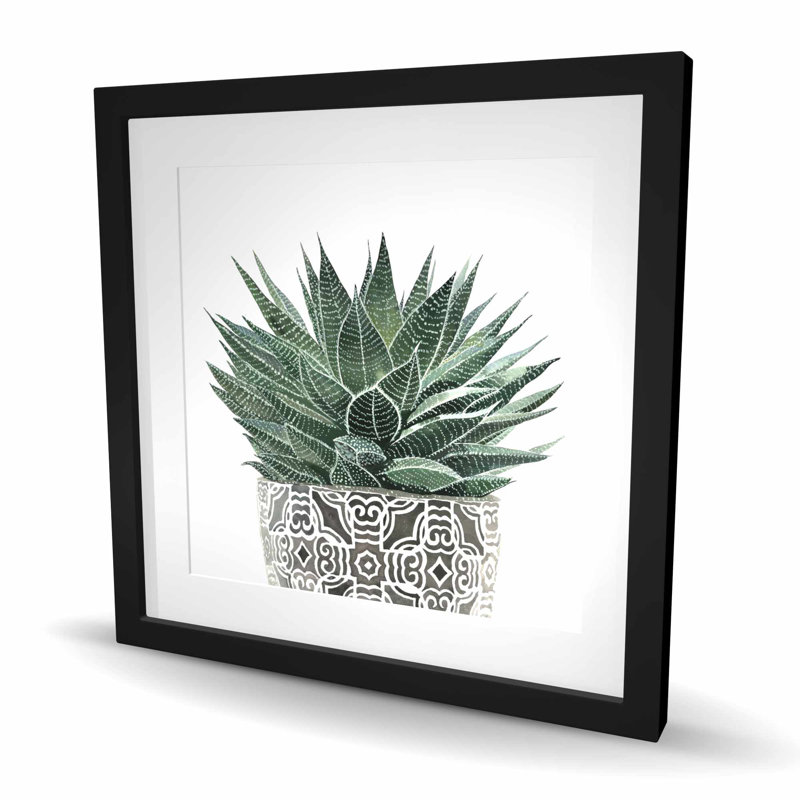 Plante grasse zèbre - Hygge
