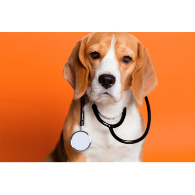 " Dog Doctor " by Alex_Ugalek