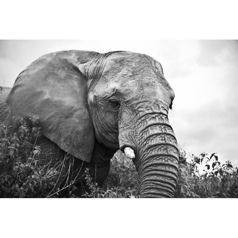 Woliung Elephant - Wrapped Canvas Print, 20cm H x 30cm W x 3.8cm D