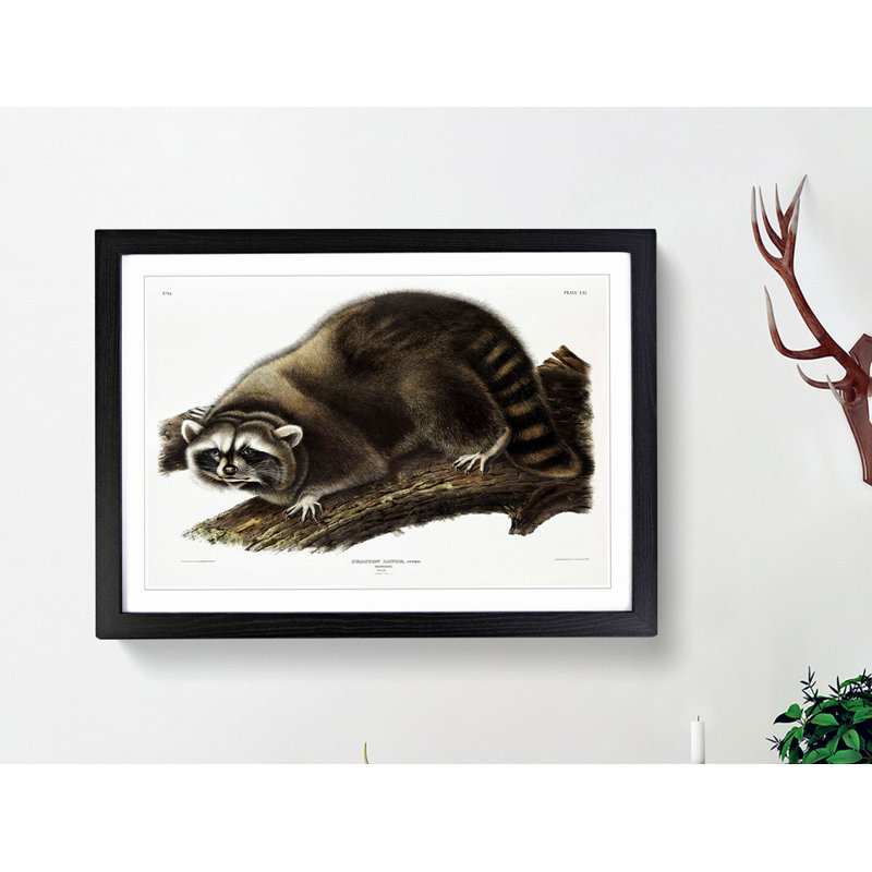 Raccoon by J.W. Audubon - Picture Frame Painting Print, Black, 50cm H x 76cm W x 2cm D