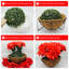 13.5cm Plant