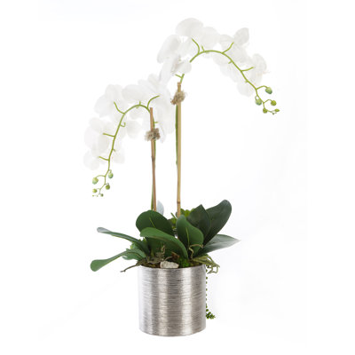 Real Touch Orchid Centerpiece in Pot
