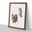 Tenmalms Owls by John James Audubon - Picture Frame Painting Print-55642367-55642368