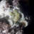 Carolinda Landscape & Nature Crystal