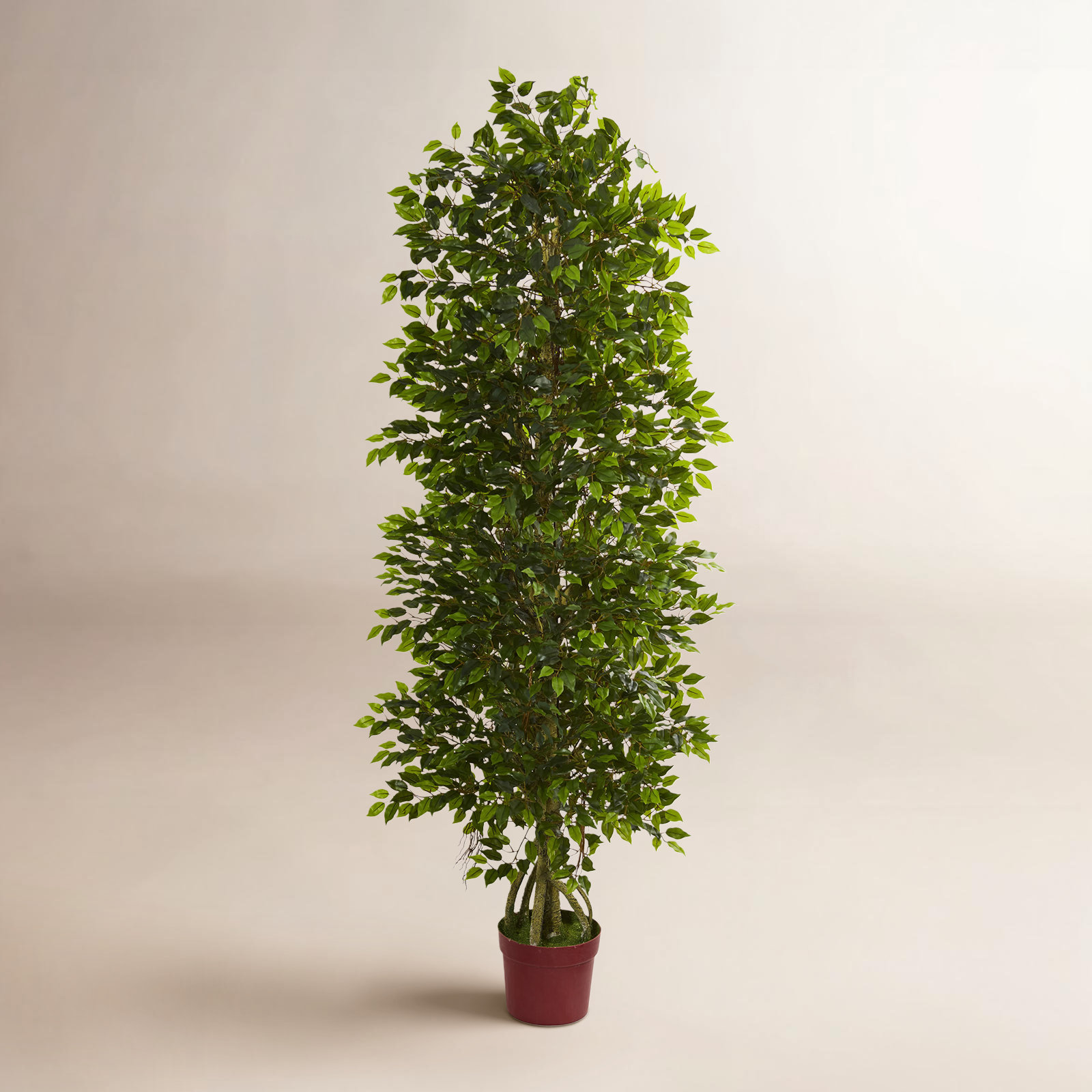 72" Ficus Tree in Pot