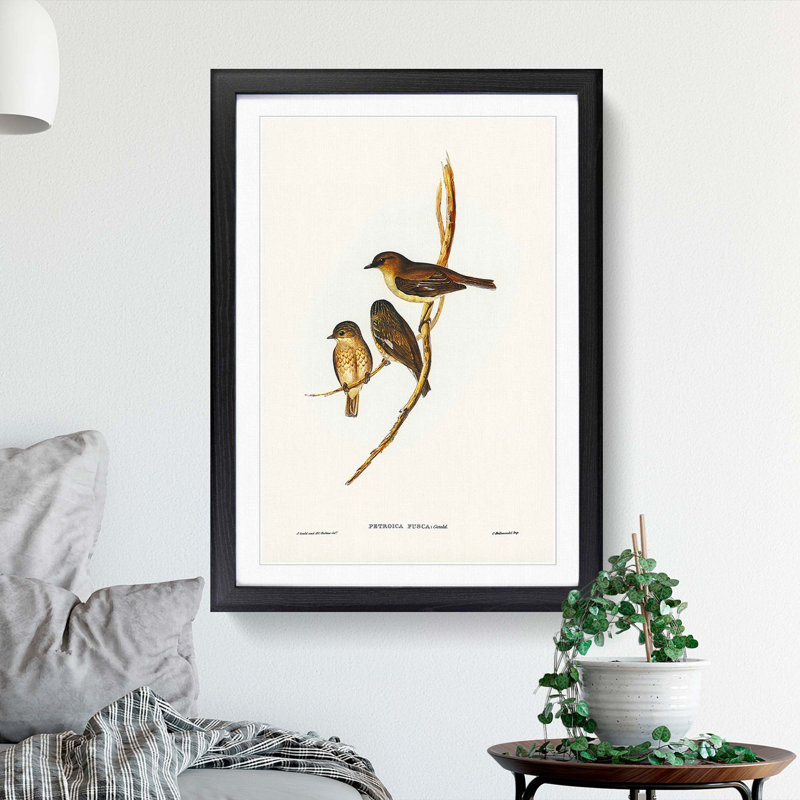 Dusky Robin by Elizabeth Gould - Picture Frame Painting Print, 48cm H x 36cm W x 2cm D, Black Framed