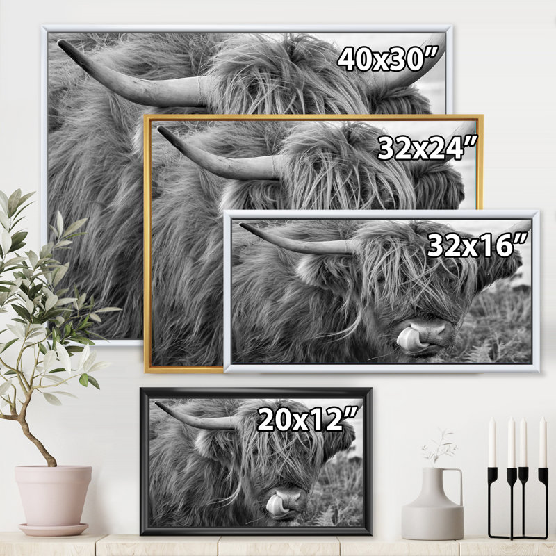 «Scottish Cow on Moorland II» - photographie sur toile, H 24 po x l 32 po x P 1 po, Cadre flottant noir