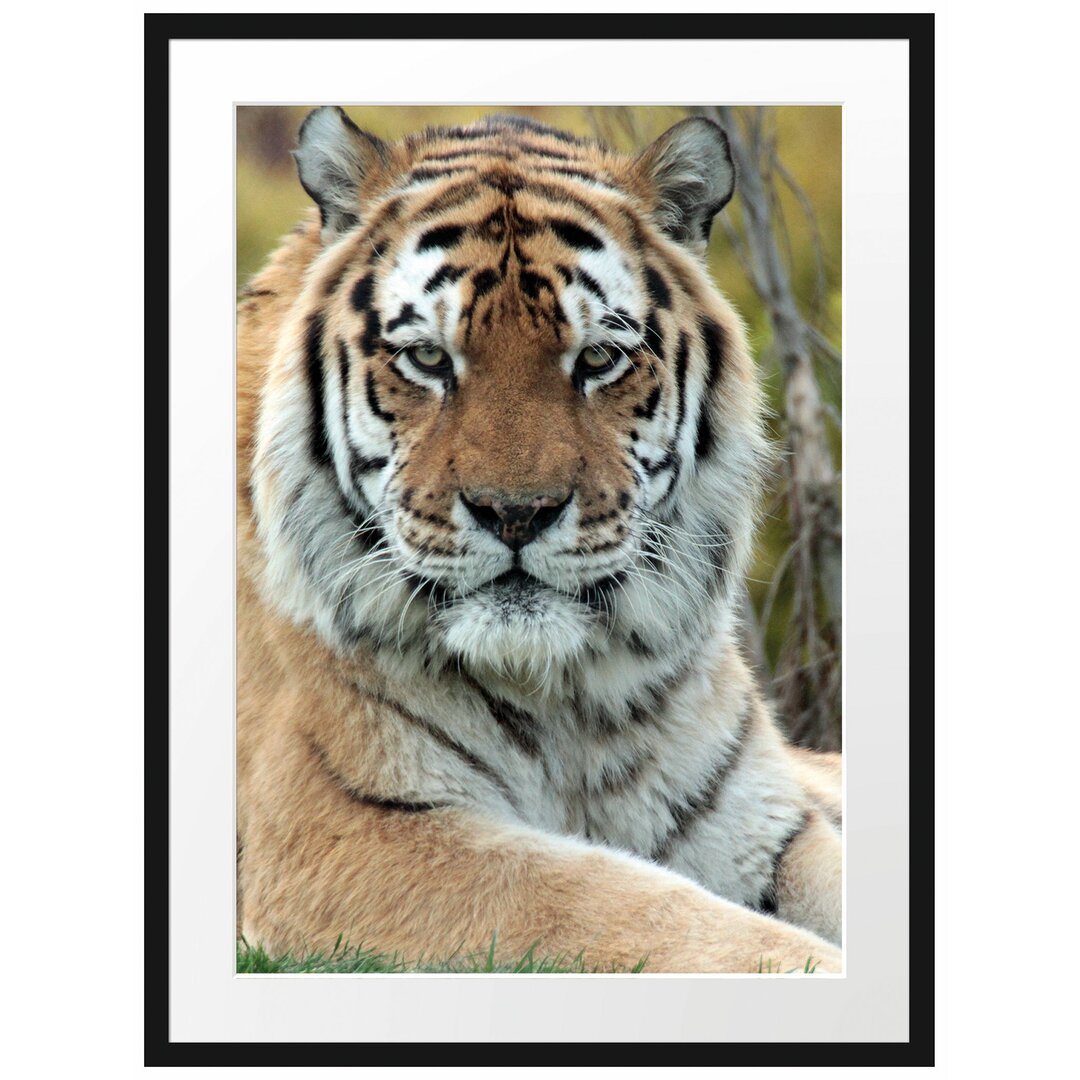 Gerahmtes Poster Schöner Tiger auf Wiese