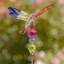 Piquet de jardin Bethlehem