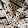 Tucson Abstract Indoor Rug