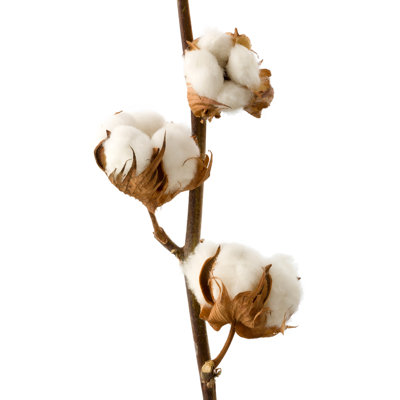 "Adamis", branche de coton isolée sur toile par Studio-Annika, impression
