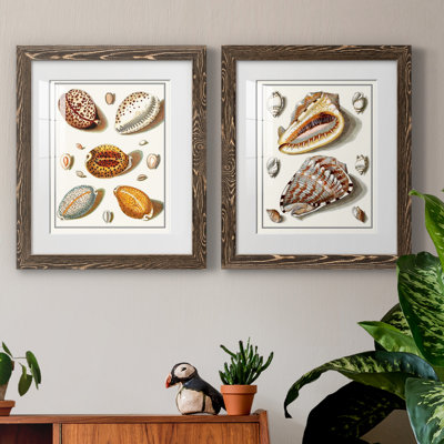 " Collected Shells III " 2 - Pieces