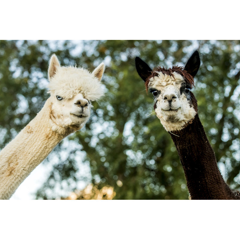 Alpaca Portrait III by Tyler Stockton - Wrapped Canvas Photograph, 20cm H x 30cm W, Wrapped Canvas