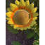 Piquet de jardin tournesol déshonorant