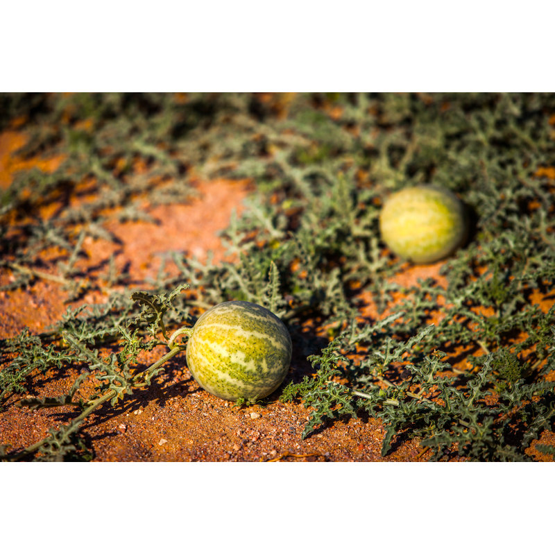 Wild Watermelons by GummyBone - Wrapped Canvas Print, 30cm H x 46cm W