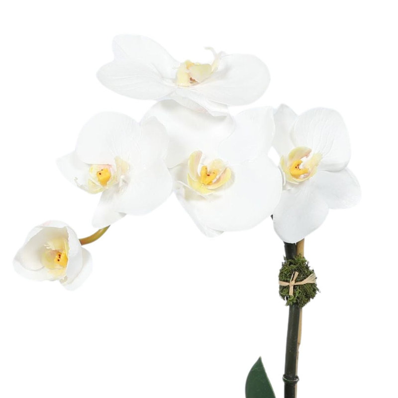 Orchid Arrangement In Glass Vase, White