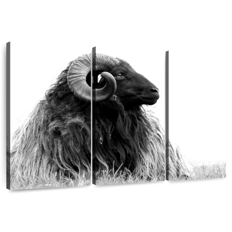 Bighorn Ram, 28" H x 45" W