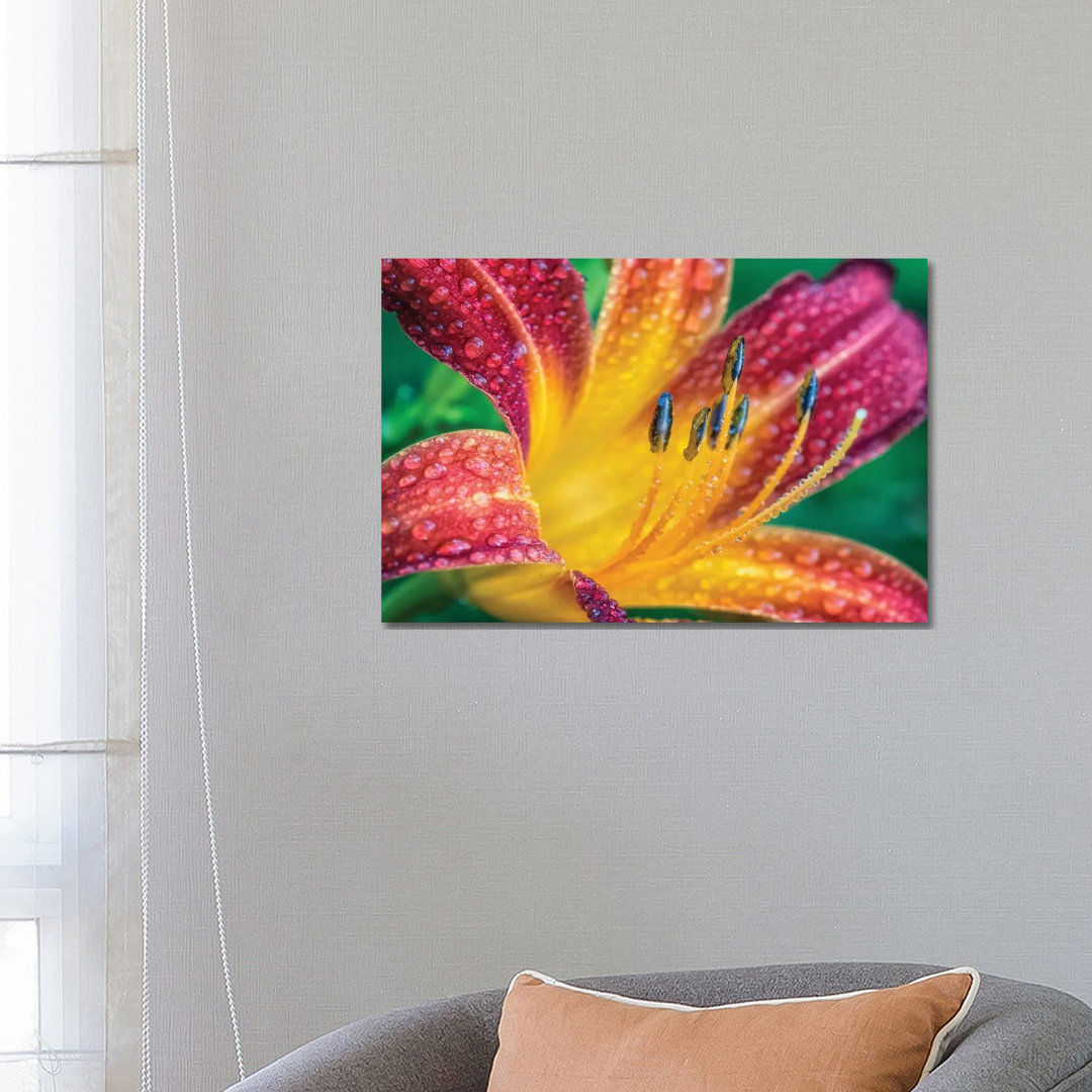 Close Up Of A Flower by Glauco Meneghelli - Wrapped Canvas Print