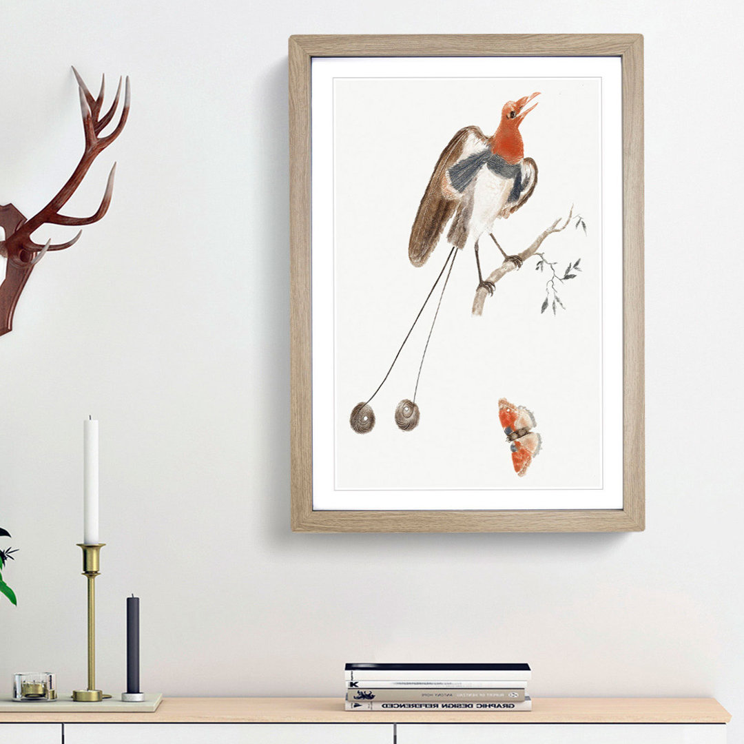 Bird of Paradise and Butterfly by Johan Teyler - Framed Print