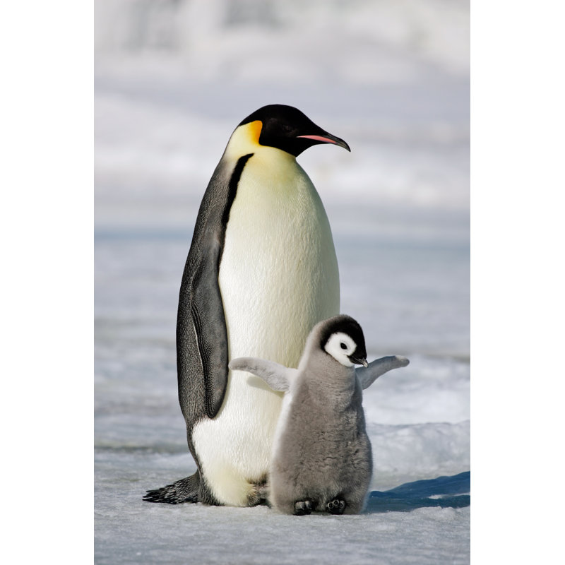 Emperor penguin, 122cm H x 81cm W x 3.8cm D
