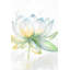 Lotus Flower - Green Living