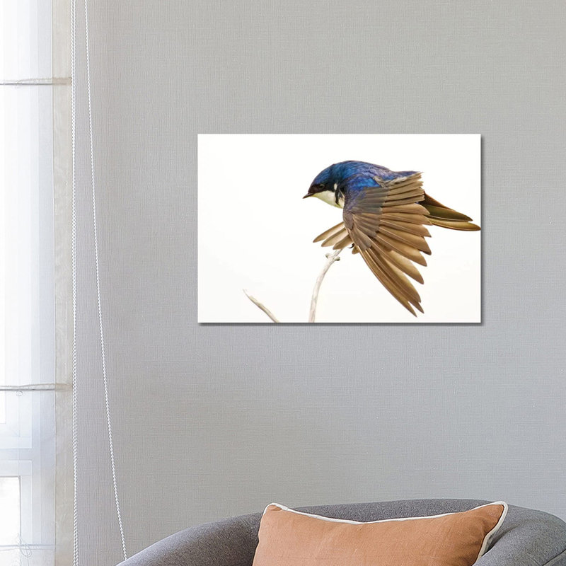 George Reifel Migratory Bird Sanctuary, Bc, Canada. Tree Swallow Stretching Wings. 1 Piece Wrapped Canvas Wall Art