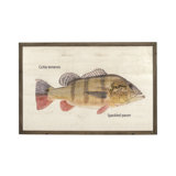 Speckled Pavon Print