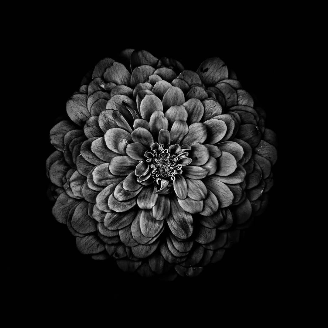 Leinwandbild Black and White Zinnia IV von Brian Carson