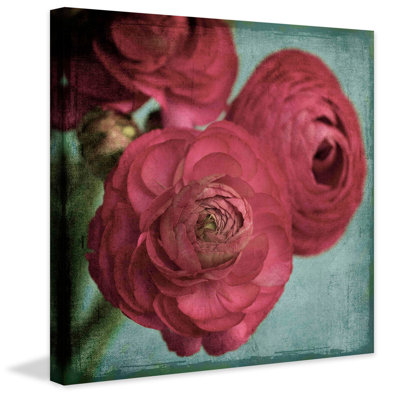 Ranunculus by Judy Stalus - Wrapped Canvas Print