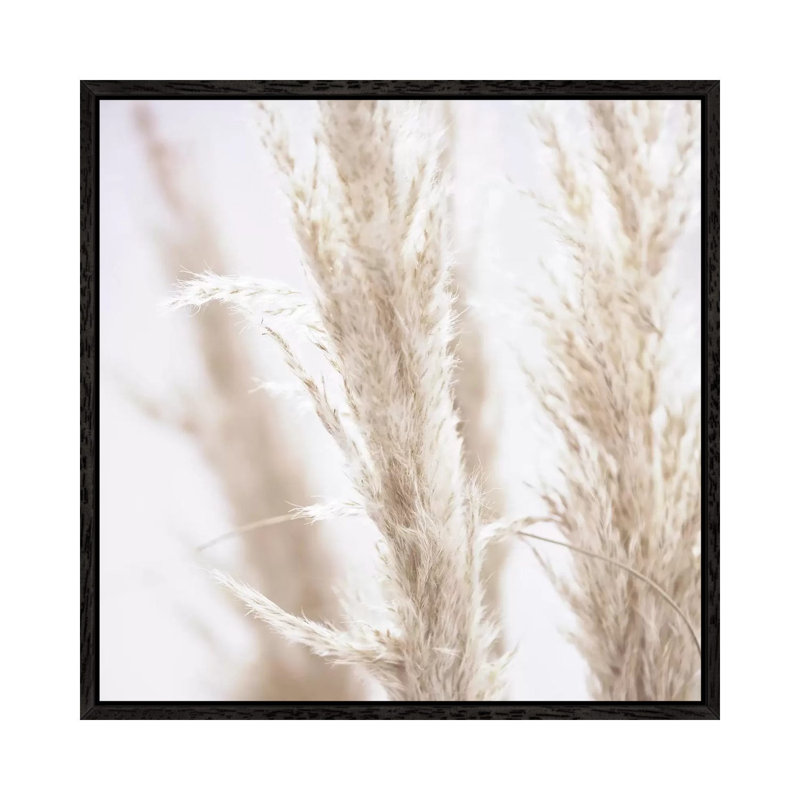 Pampas Reed I Square by Monika Strigel - Print on Canvas, Black Framed, 45.72cm H x 45.72cm W x 3.81cm D