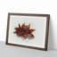 Star Anise in Abstract - Framed Print-55729854-55729857