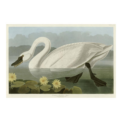 «Common American Swan» par John James Audubon - estampe numérique