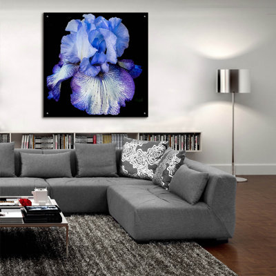 " Ooh Iris " by Pamela Plummer
