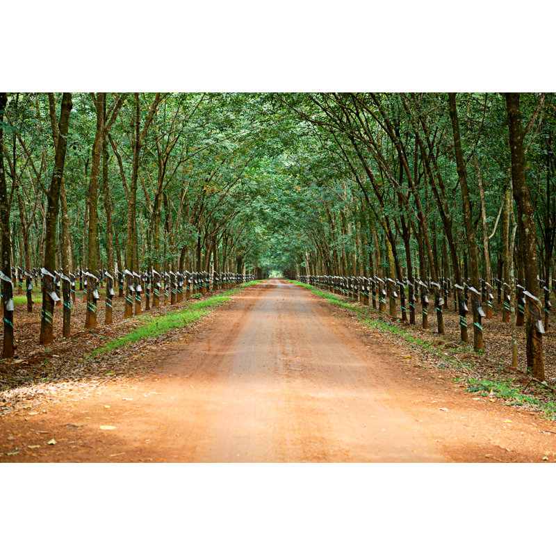 " Rubber Trees " by Ska_Zka, 12'' W x 8'' H
