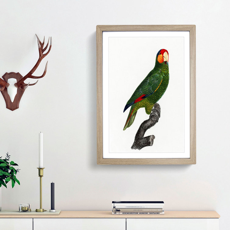 Red-Lored Amazon Parrot by F. Levaillant - Picture Frame Painting Print