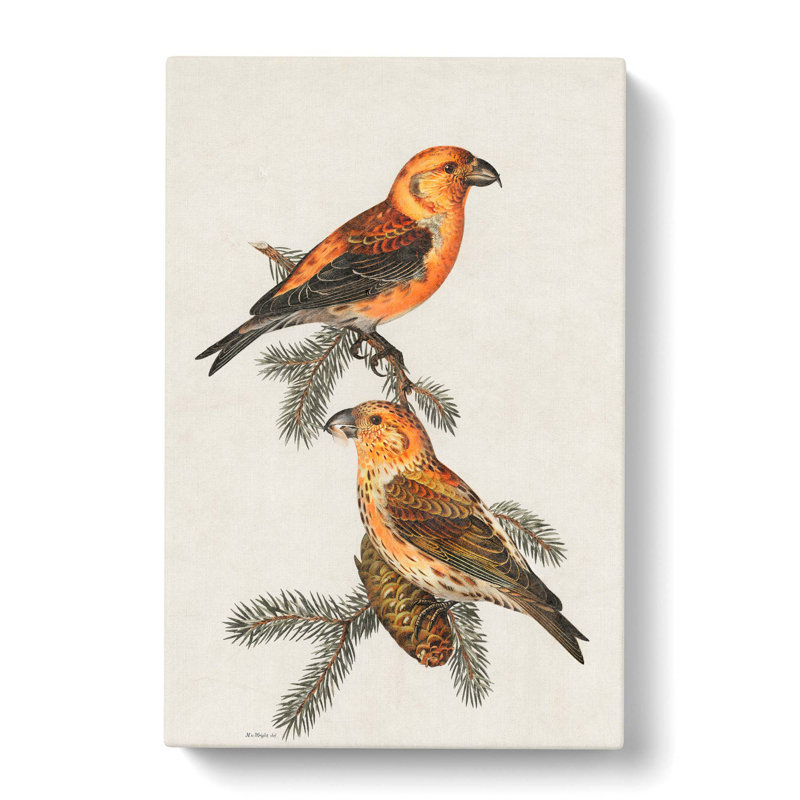 Crossbill Birds by Von Wright - Wrapped Canvas, 76cm H x 50cm W x 3cm D