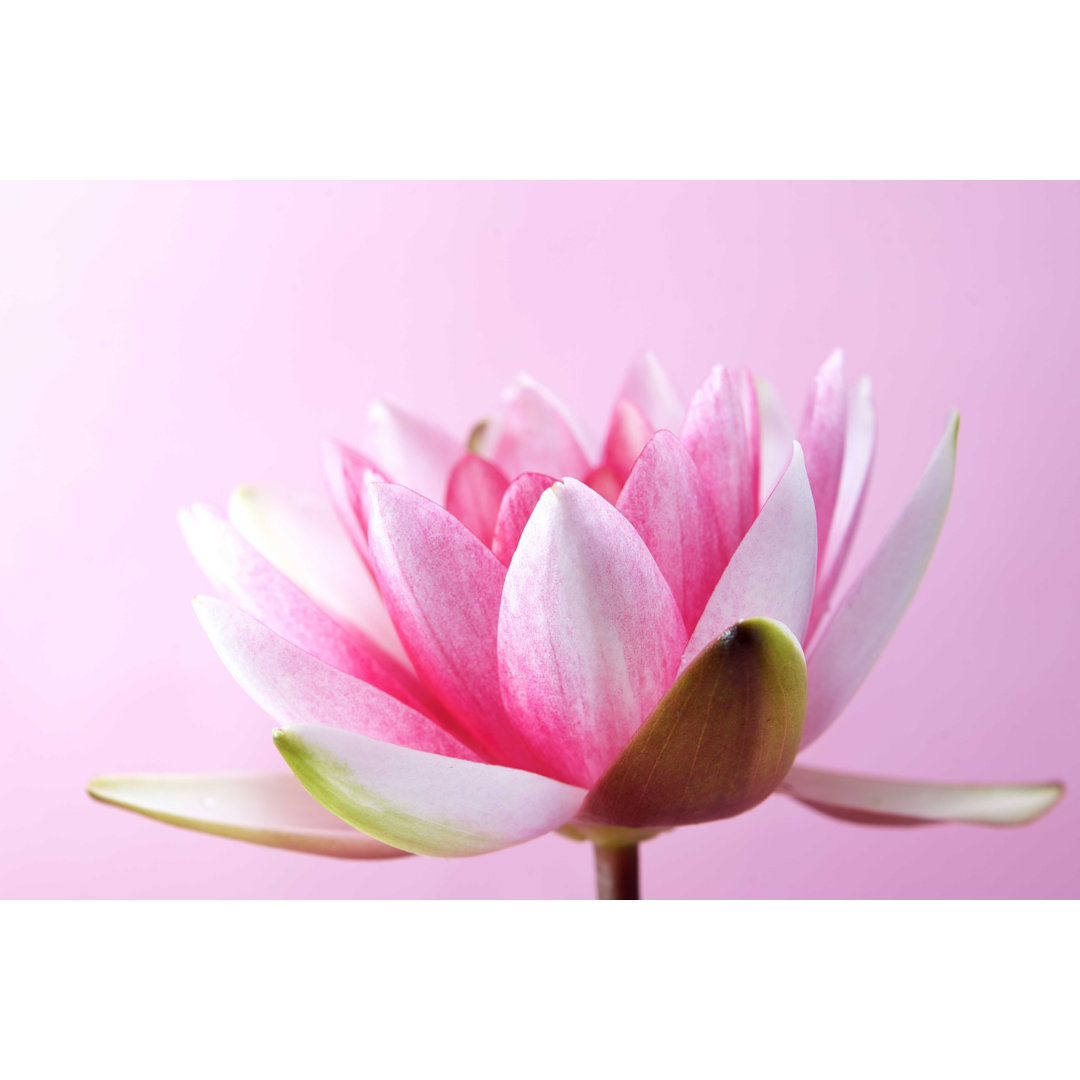 Water Lily - Wrapped Canvas Photograph Ebern Designs