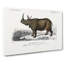 Indian Rhinoceros by Charles D' Orbigny - Wrapped Canvas Painting-55363187