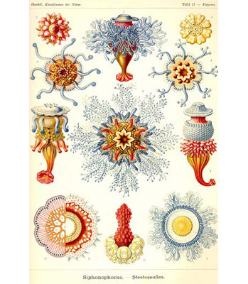 " Siphoneae Hydrozoa " by Ernst Haeckel