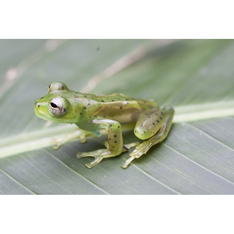 Grenouille en verre - Illustration sans cadre sur toile, H 24 po x l 36 po