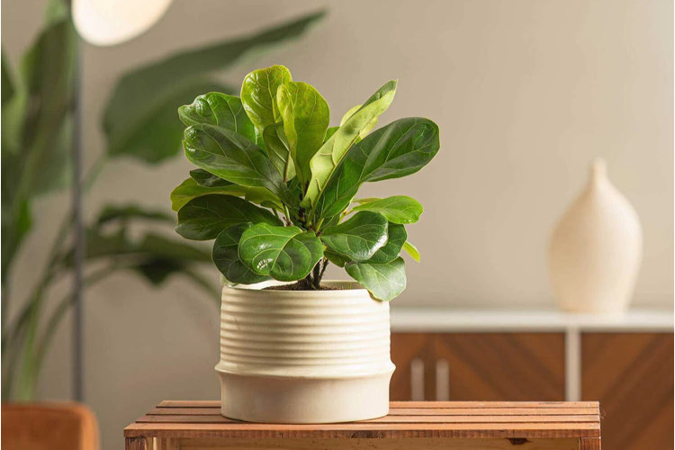 fiddle leaf fig in a ceramic cache pot