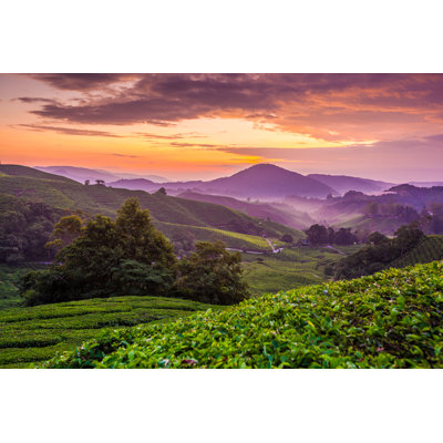 Cameron Highlands Tea Plantation par Blackcatimaging