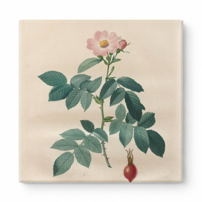 Rosa Villosa, Pomifera (Les Roses) — Square Canvas Wall Art