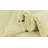 Jared Ivory Rug