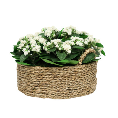 10" White Kalanchoe in Natural Seagrass Basket