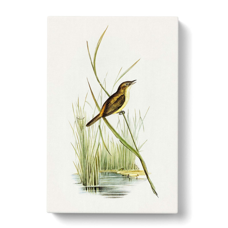 Reed Warbler by Elizabeth Gould - Wrapped Canvas Print, 50cm H x 35cm W x 3cm D