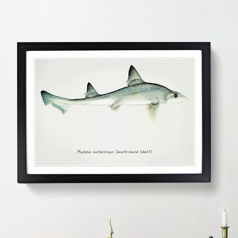 Illustration of a Smooth-hound Shark by F.E. Clarke - Picture Frame Painting Print, 36cm H x 48cm W x 2cm D, Black Framed
