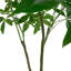 4 plantes