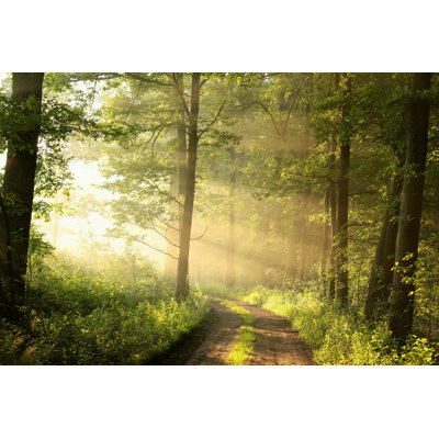 Forêt caduque - photographie sur toile tendue